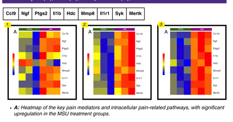Heatmaps of the key pain mediators across ankle joint, DRG, and spinal cord