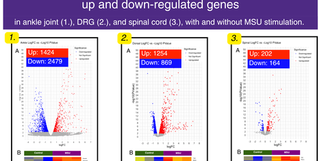 Three volcano plots (ankle joint, DRG, spinal cord) with up/down-regulated gene counts