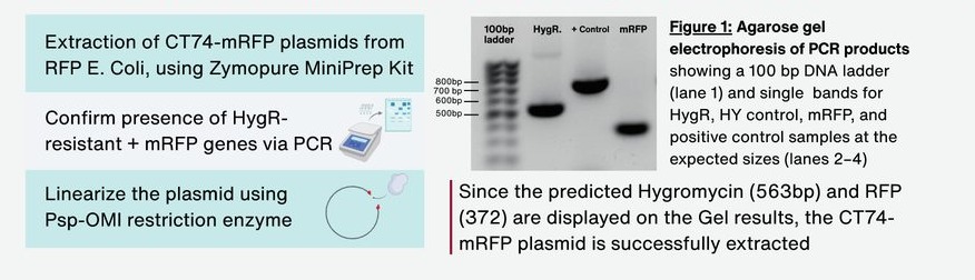 Plasmid extraction workflow from the poster: miniprep from RFP E. coli, PCR confirmation of HygR and mRFP, linearization with Psp-OMI, beside the confirming gel