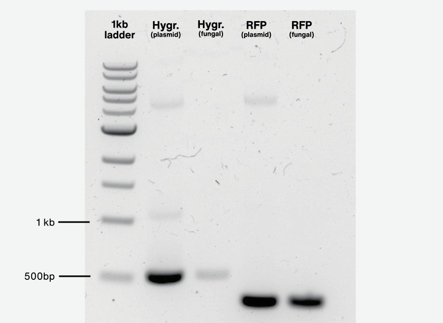 Agarose gel confirming hygromycin-resistance and RFP bands in plasmid and fungal DNA