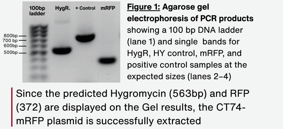 Figure 1: agarose gel of PCR products — 100 bp ladder, HygR, positive control, mRFP