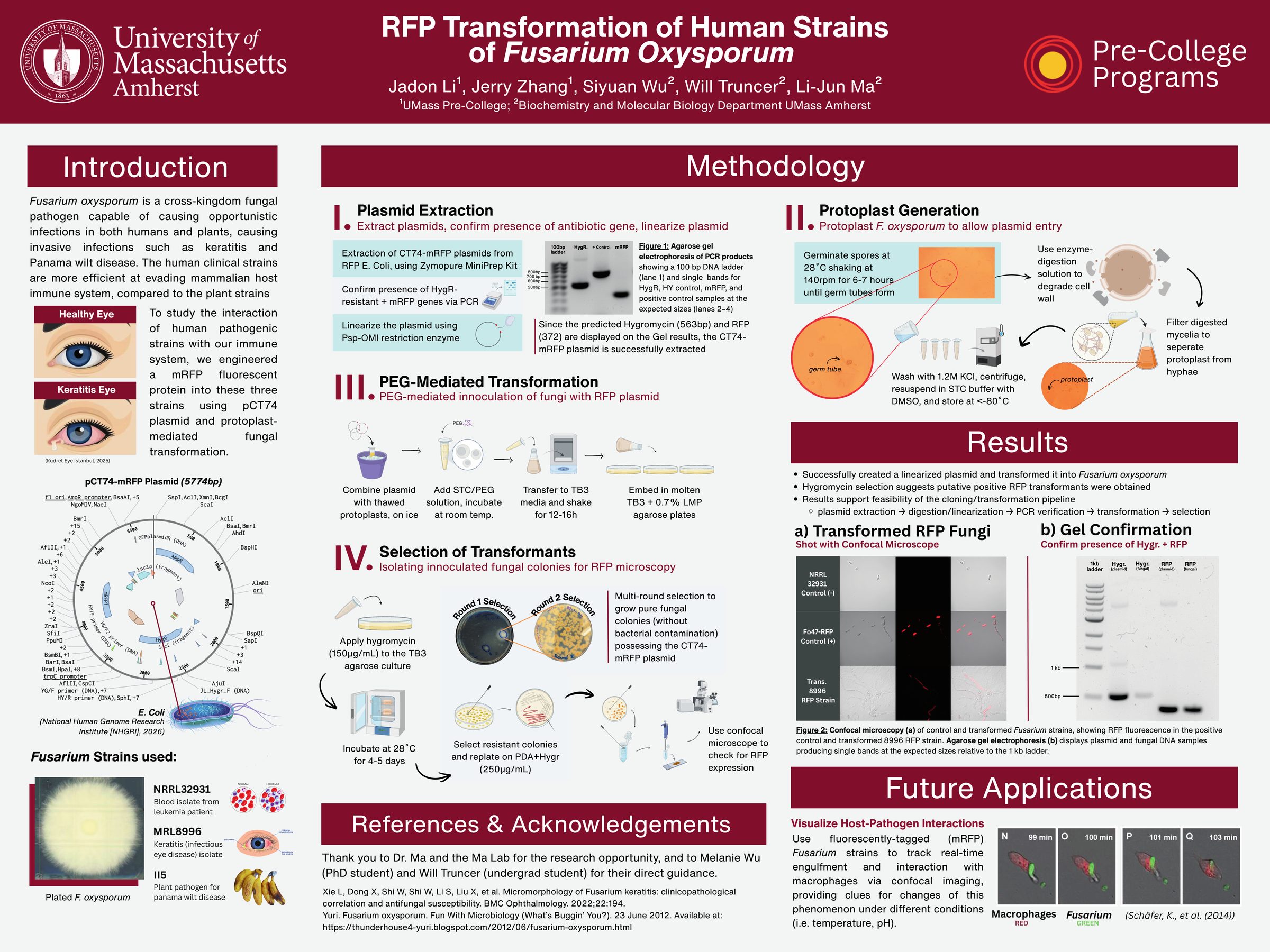 UMass Amherst research poster: RFP Transformation of Human Strains of Fusarium oxysporum